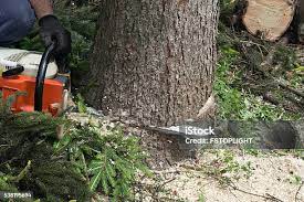 Best Emergency Tree Removal  in Chinchilla, PA