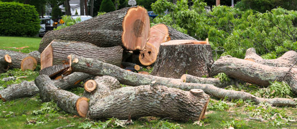Best Arborist Consultation Services  in Chinchilla, PA