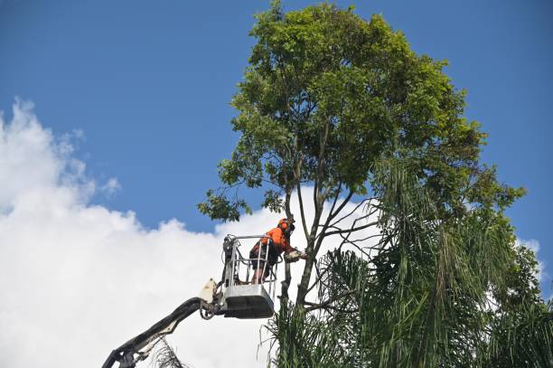Best Tree Cabling and Bracing  in Chinchilla, PA