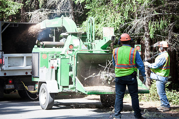 Best Hazardous Tree Removal  in Chinchilla, PA