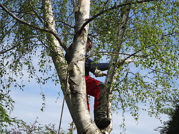 Best Seasonal Cleanup (Spring/Fall)  in Chinchilla, PA