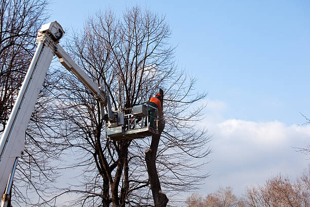Best Utility Line Clearance  in Chinchilla, PA